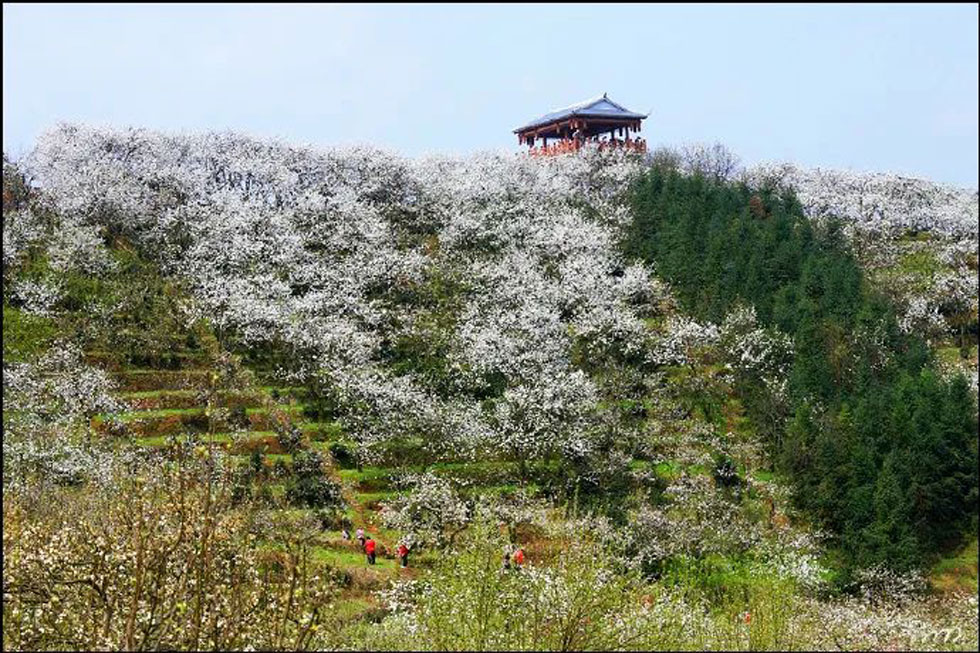 【春天，广西桂林灌阳县向您发出邀请！】我们在灌阳看梨花 - 游山玩水 - 四平生活社区 - 四平28生活网 sp.28life.net