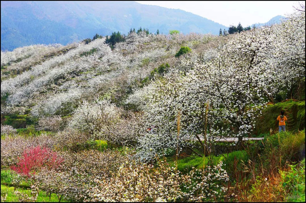 【春天，广西桂林灌阳县向您发出邀请！】我们在灌阳看梨花 - 游山玩水 - 四平生活社区 - 四平28生活网 sp.28life.net