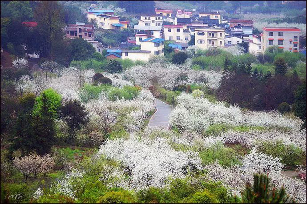 【春天，广西桂林灌阳县向您发出邀请！】我们在灌阳看梨花 - 游山玩水 - 四平生活社区 - 四平28生活网 sp.28life.net