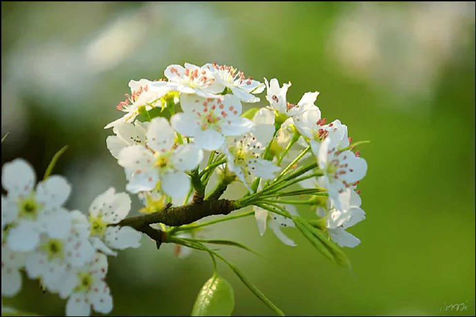 【春天，广西桂林灌阳县向您发出邀请！】我们在灌阳看梨花 - 游山玩水 - 四平生活社区 - 四平28生活网 sp.28life.net