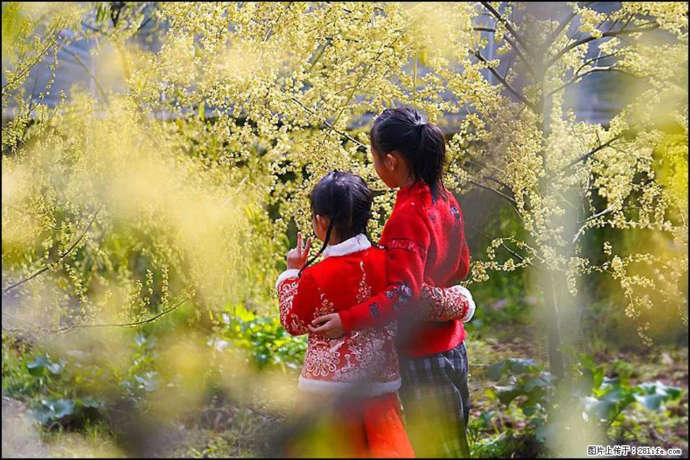 【春天，广西桂林灌阳县向您发出邀请！】米珠山前有片山苍子花在飘香 - 游山玩水 - 四平生活社区 - 四平28生活网 sp.28life.net