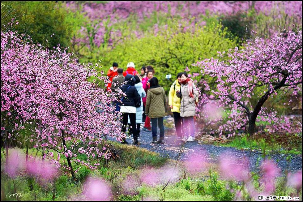 【春天，广西桂林灌阳县向您发出邀请！】官庄村有个醉美的桃花园 - 游山玩水 - 四平生活社区 - 四平28生活网 sp.28life.net