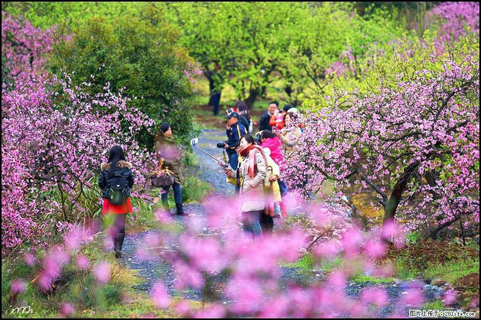 【春天，广西桂林灌阳县向您发出邀请！】官庄村有个醉美的桃花园 - 游山玩水 - 四平生活社区 - 四平28生活网 sp.28life.net