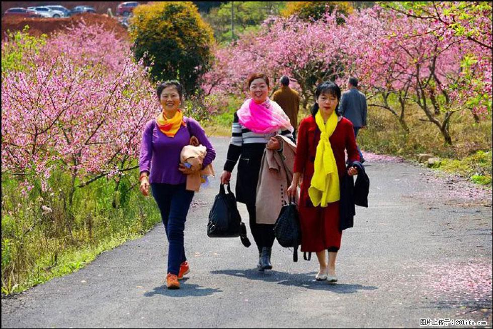 【春天，广西桂林灌阳县向您发出邀请！】官庄村有个醉美的桃花园 - 游山玩水 - 四平生活社区 - 四平28生活网 sp.28life.net
