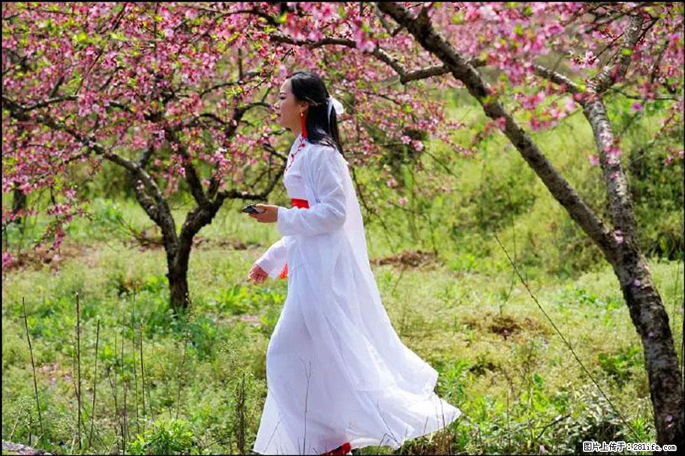 【春天，广西桂林灌阳县向您发出邀请！】官庄村有个醉美的桃花园 - 游山玩水 - 四平生活社区 - 四平28生活网 sp.28life.net