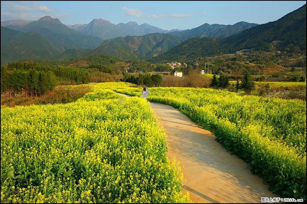 【春天，广西桂林灌阳县向您发出邀请！】长坪村油菜盛情花开 - 游山玩水 - 四平生活社区 - 四平28生活网 sp.28life.net