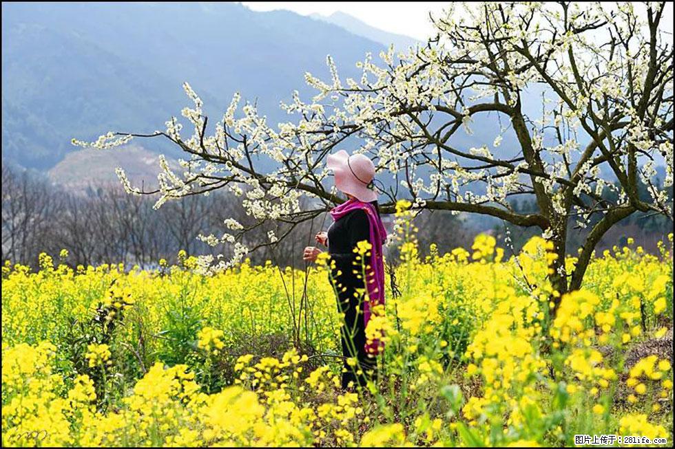 【春天，广西桂林灌阳县向您发出邀请！】长坪村油菜盛情花开 - 游山玩水 - 四平生活社区 - 四平28生活网 sp.28life.net