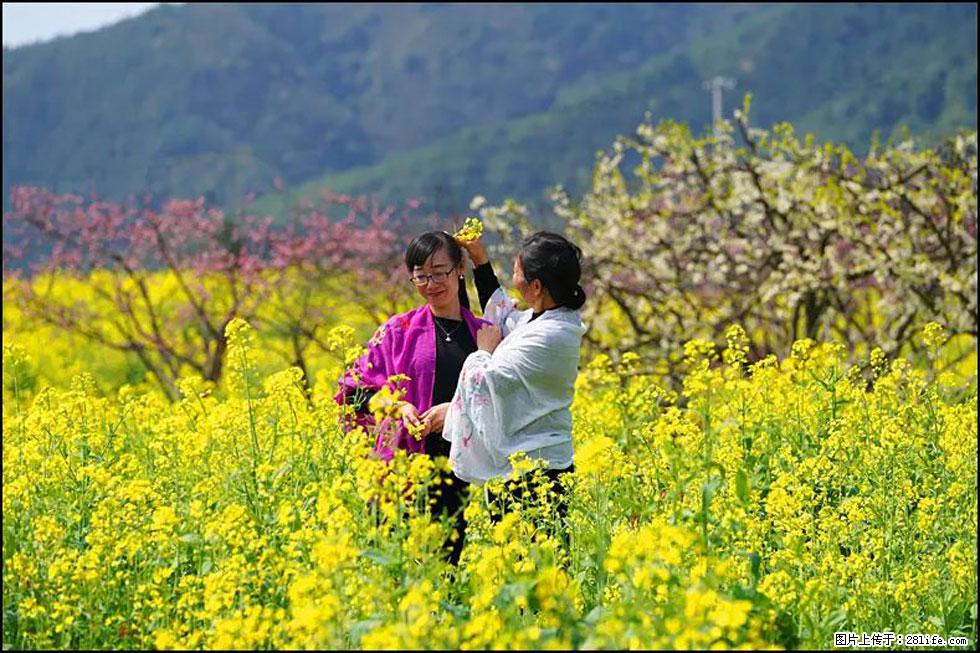 【春天，广西桂林灌阳县向您发出邀请！】长坪村油菜盛情花开 - 游山玩水 - 四平生活社区 - 四平28生活网 sp.28life.net