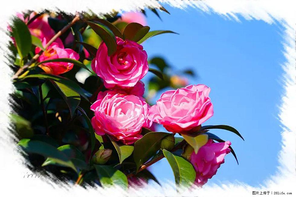 【春天，广西桂林灌阳县向您发出邀请！】杨柳井茶花惹人爱 - 游山玩水 - 四平生活社区 - 四平28生活网 sp.28life.net