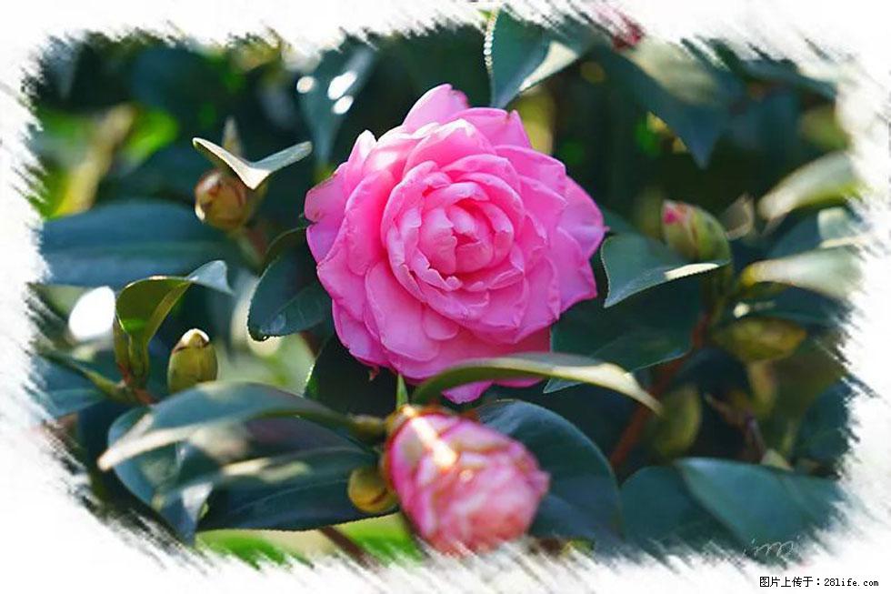 【春天，广西桂林灌阳县向您发出邀请！】杨柳井茶花惹人爱 - 游山玩水 - 四平生活社区 - 四平28生活网 sp.28life.net