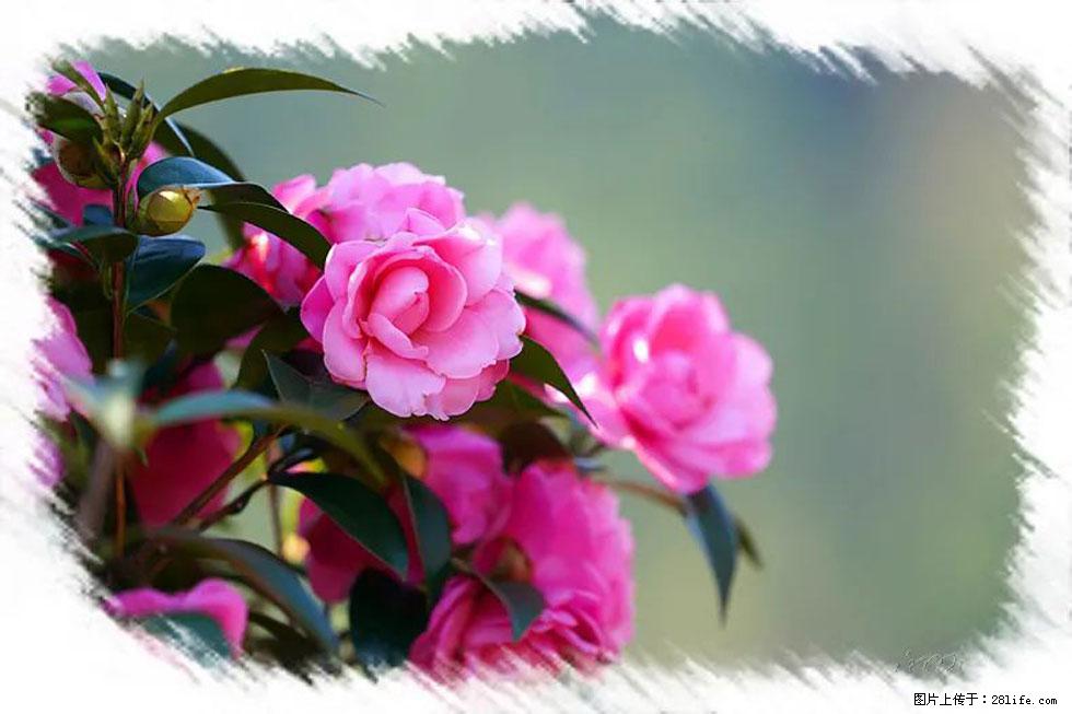 【春天，广西桂林灌阳县向您发出邀请！】杨柳井茶花惹人爱 - 游山玩水 - 四平生活社区 - 四平28生活网 sp.28life.net
