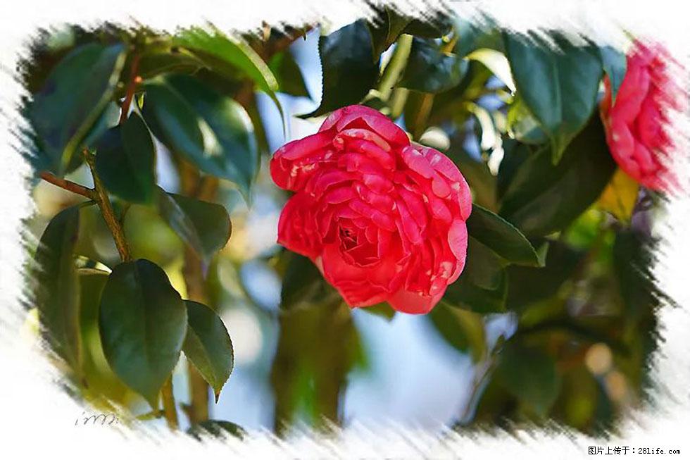 【春天，广西桂林灌阳县向您发出邀请！】杨柳井茶花惹人爱 - 游山玩水 - 四平生活社区 - 四平28生活网 sp.28life.net