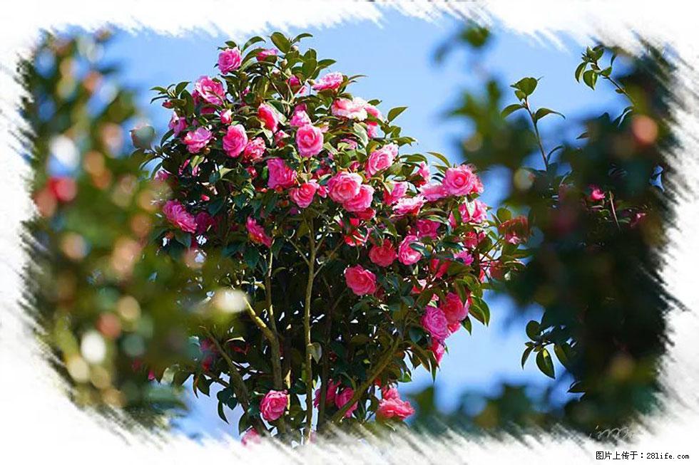 【春天，广西桂林灌阳县向您发出邀请！】杨柳井茶花惹人爱 - 游山玩水 - 四平生活社区 - 四平28生活网 sp.28life.net
