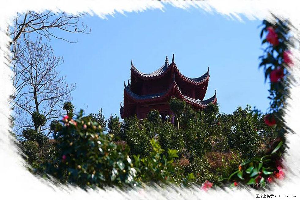 【春天，广西桂林灌阳县向您发出邀请！】杨柳井茶花惹人爱 - 游山玩水 - 四平生活社区 - 四平28生活网 sp.28life.net