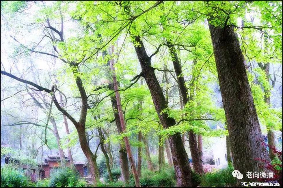 【春天，广西桂林灌阳县向您发出邀请！】在小龙村与春天约会 - 游山玩水 - 四平生活社区 - 四平28生活网 sp.28life.net