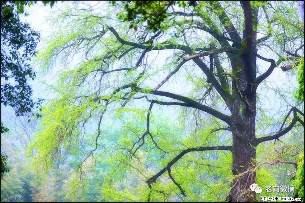 【春天，广西桂林灌阳县向您发出邀请！】在小龙村与春天约会 - 游山玩水 - 四平生活社区 - 四平28生活网 sp.28life.net