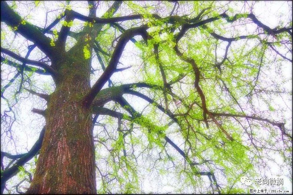 【春天，广西桂林灌阳县向您发出邀请！】在小龙村与春天约会 - 游山玩水 - 四平生活社区 - 四平28生活网 sp.28life.net