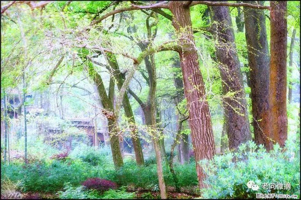 【春天，广西桂林灌阳县向您发出邀请！】在小龙村与春天约会 - 游山玩水 - 四平生活社区 - 四平28生活网 sp.28life.net