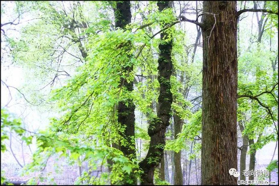 【春天，广西桂林灌阳县向您发出邀请！】在小龙村与春天约会 - 游山玩水 - 四平生活社区 - 四平28生活网 sp.28life.net