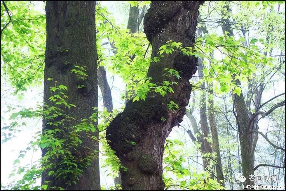 【春天，广西桂林灌阳县向您发出邀请！】在小龙村与春天约会 - 游山玩水 - 四平生活社区 - 四平28生活网 sp.28life.net