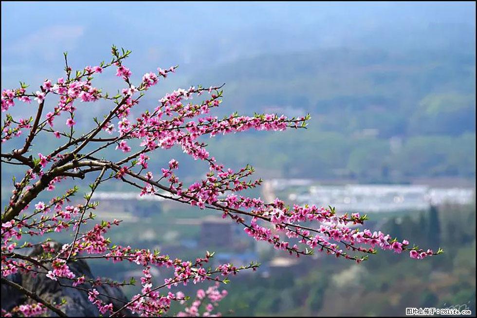 【春天，广西桂林灌阳县向您发出邀请！】望月岭上桃花开 - 游山玩水 - 四平生活社区 - 四平28生活网 sp.28life.net