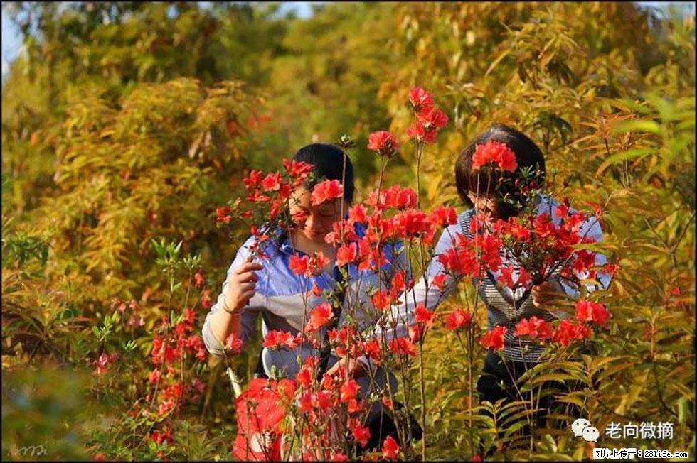 【春天，广西桂林灌阳县向您发出邀请！】登麒麟山，相约映山红 - 游山玩水 - 四平生活社区 - 四平28生活网 sp.28life.net