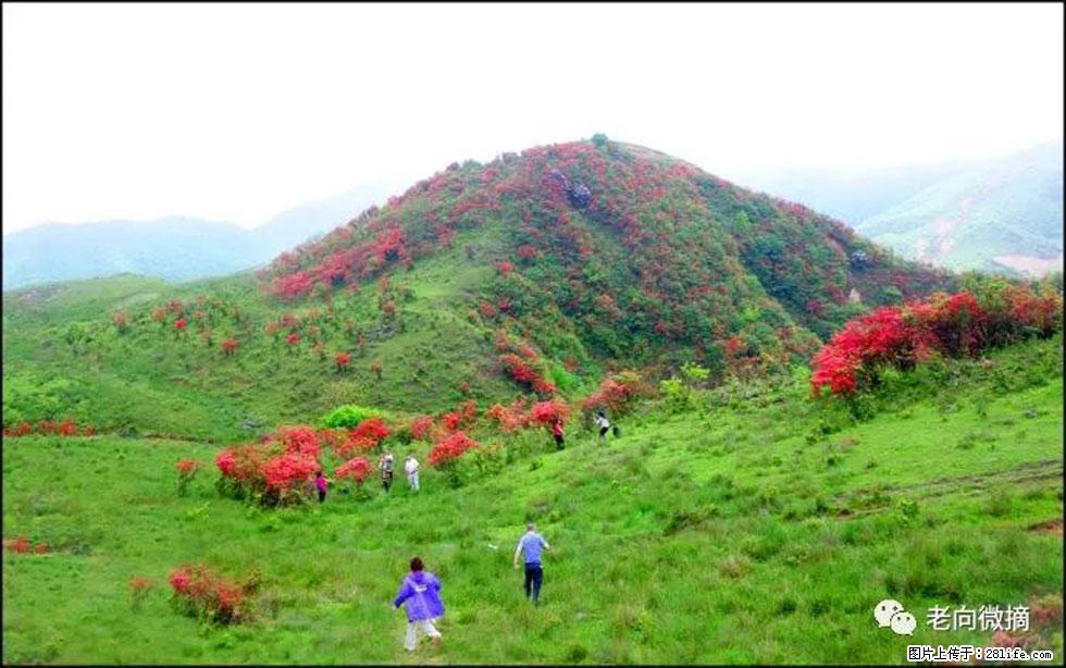 【春天，广西桂林灌阳县向您发出邀请！】宝盖山上映山红 - 游山玩水 - 四平生活社区 - 四平28生活网 sp.28life.net