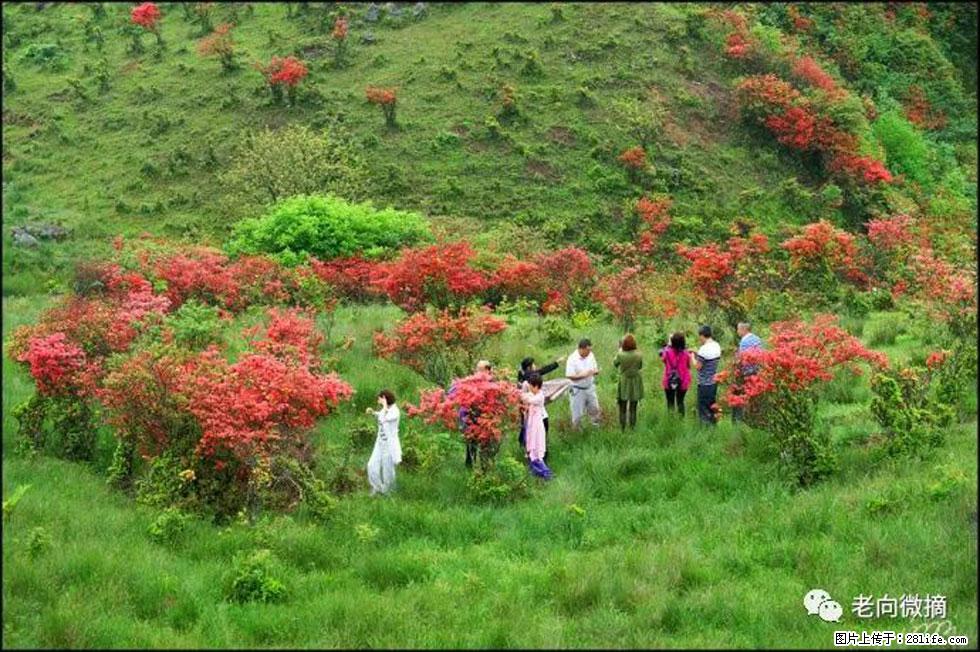 【春天，广西桂林灌阳县向您发出邀请！】宝盖山上映山红 - 游山玩水 - 四平生活社区 - 四平28生活网 sp.28life.net