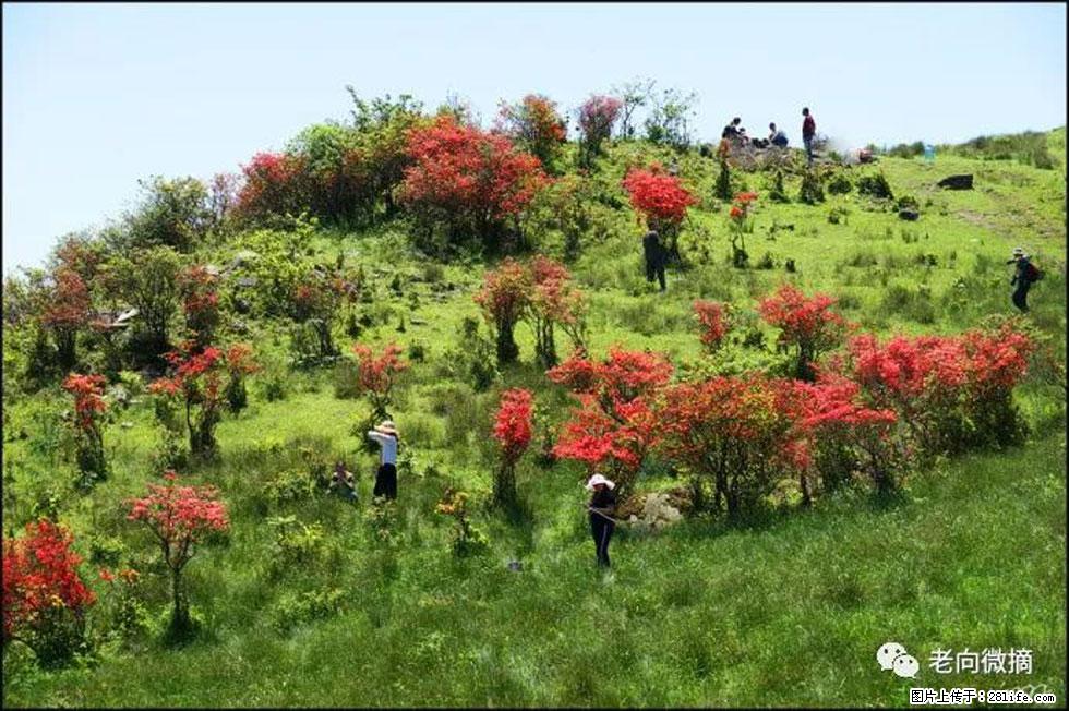 【春天，广西桂林灌阳县向您发出邀请！】宝盖山上映山红 - 游山玩水 - 四平生活社区 - 四平28生活网 sp.28life.net