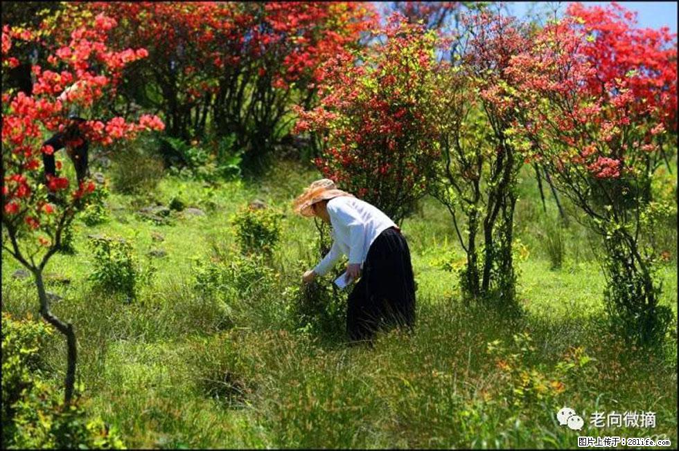【春天，广西桂林灌阳县向您发出邀请！】宝盖山上映山红 - 游山玩水 - 四平生活社区 - 四平28生活网 sp.28life.net