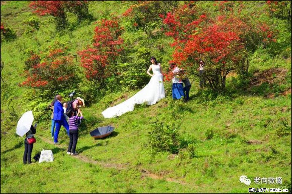 【春天，广西桂林灌阳县向您发出邀请！】宝盖山上映山红 - 游山玩水 - 四平生活社区 - 四平28生活网 sp.28life.net