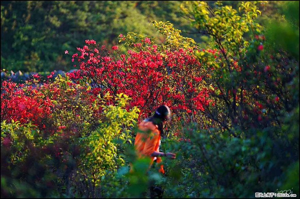 【春天，广西桂林灌阳县向您发出邀请！】春木界上映山红 - 游山玩水 - 四平生活社区 - 四平28生活网 sp.28life.net