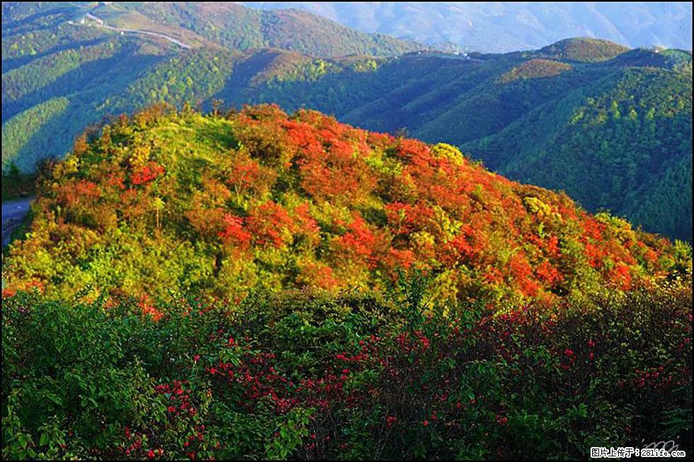 【春天，广西桂林灌阳县向您发出邀请！】春木界上映山红 - 游山玩水 - 四平生活社区 - 四平28生活网 sp.28life.net