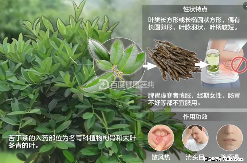 苦丁茶有哪些功效和作用 - 生活百科 - 四平生活社区 - 四平28生活网 sp.28life.net