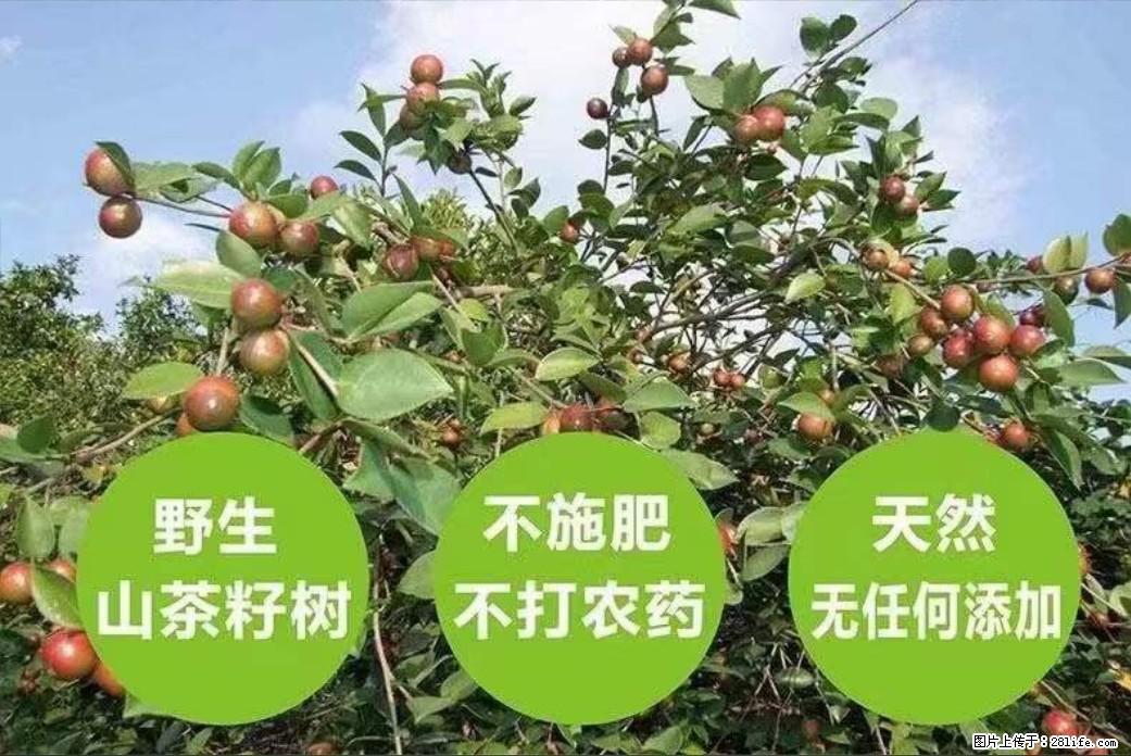 【灌阳县油茶产业示范区】一个有着充实的精神生活的人，对待身外之物自会有一种淡泊的态度 - 美食天地 - 四平生活社区 - 四平28生活网 sp.28life.net