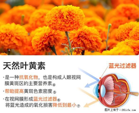 叶黄素有什么功效和作用 - 生活百科 - 四平生活社区 - 四平28生活网 sp.28life.net