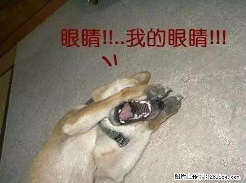 笑癫了！一女的怀孕三年未生，他终于忍不住了... - 娱乐八卦 - 四平生活社区 - 四平28生活网 sp.28life.net