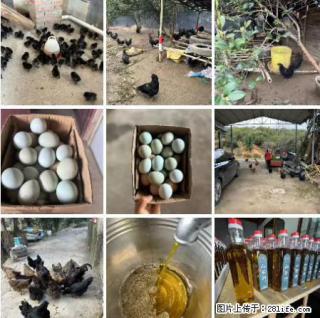 油茶园从小鸡仔开始养起的纯土鸡、土鸡蛋可以预定啦！还有前几天刚榨的纯山茶油哦 - 四平28生活网 sp.28life.net