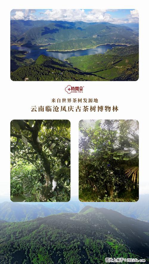 时间果百年古树2025年春红茶 - 购物交流 - 四平生活社区 - 四平28生活网 sp.28life.net