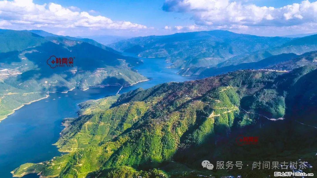 时间果百年古树龙珠普洱生茶 - 购物交流 - 四平生活社区 - 四平28生活网 sp.28life.net