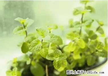 晕车、脚气、牙齿变黄、皮肤粗糙?学会这些三分钟搞定! - 四平生活资讯 - 四平28生活网 sp.28life.net