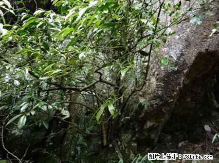 平乐石崖茶，珍贵仅次于金花茶 - 四平生活资讯 - 四平28生活网 sp.28life.net