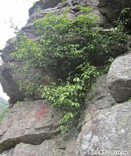 平乐石崖茶，珍贵仅次于金花茶 - 四平生活资讯 - 四平28生活网 sp.28life.net