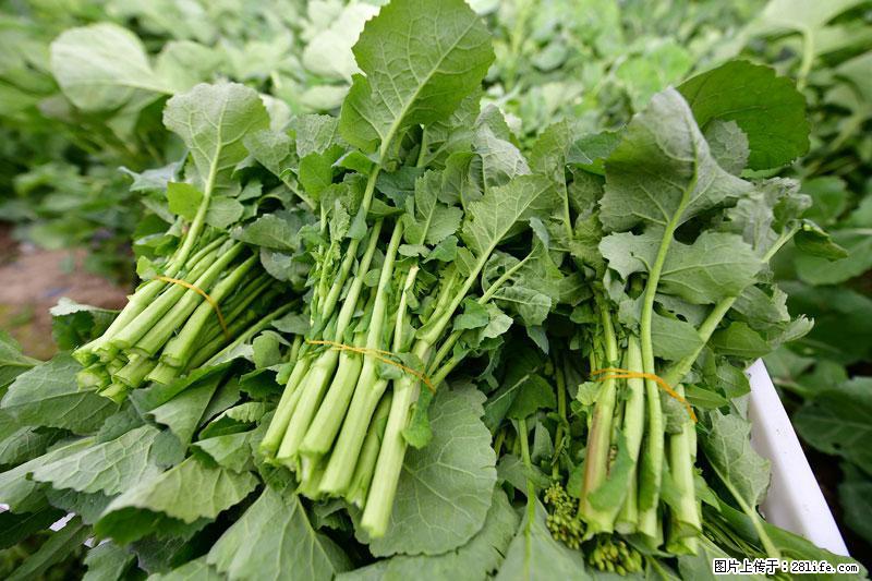 这些蔬菜是“天然钙片”，这6种被医生重点推荐 - 四平生活资讯 - 四平28生活网 sp.28life.net